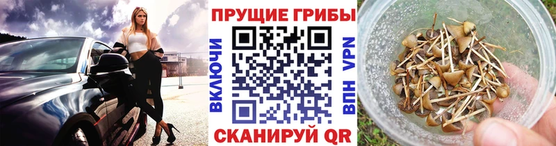 Псилоцибиновые грибы мухоморы  наркота  Йошкар-Ола 